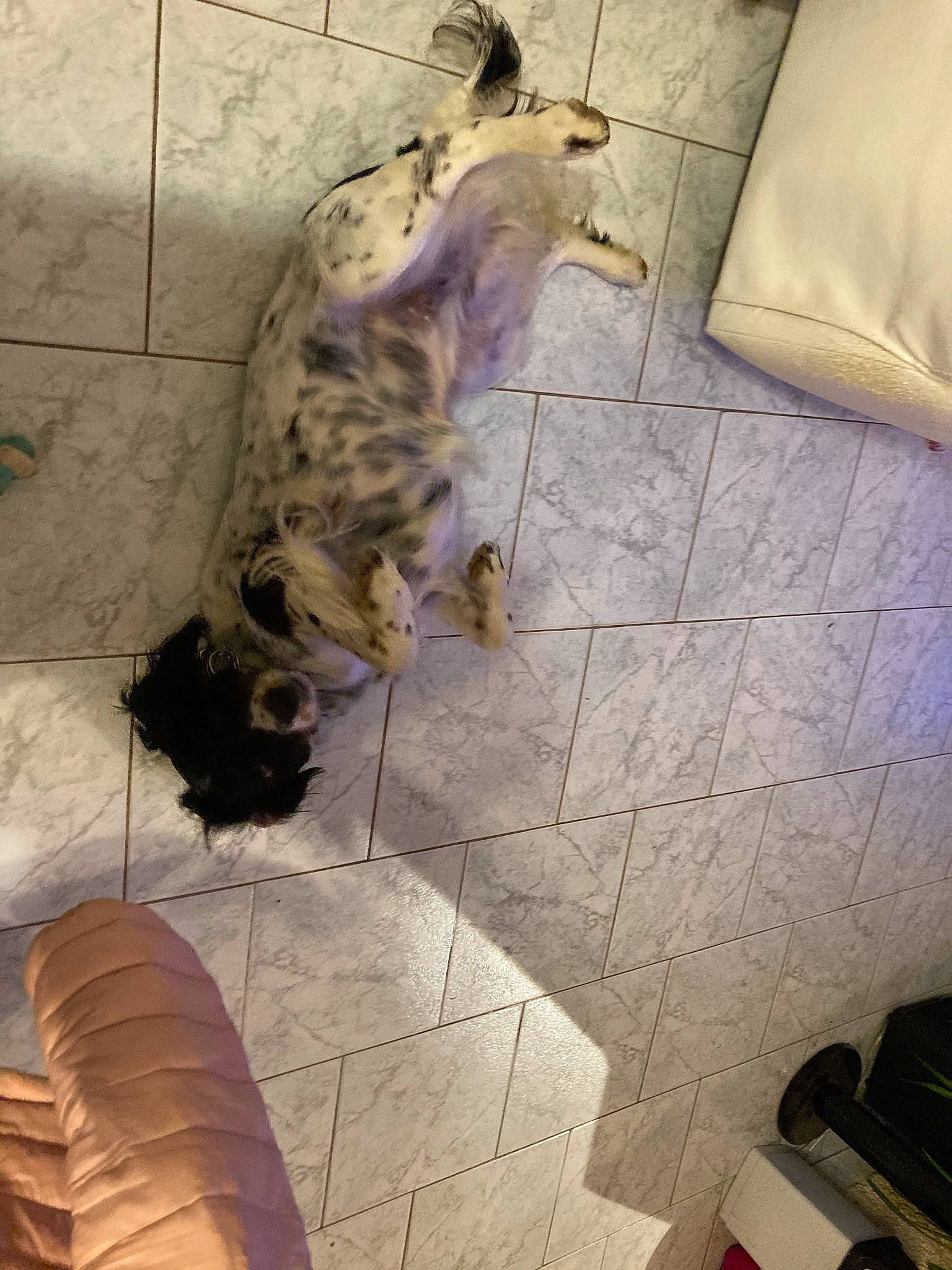 Osis participe au concours pour gagner de l'argent avec cette photo : canidae, carnivore, comfort, companion_dog, dog, dog_breed, fawn, felidae, floor, flooring, fur, hardwood, human_leg, linens, small_to_medium_sized_cats, snout, sporting_group, tail, tints_and_shades, wood