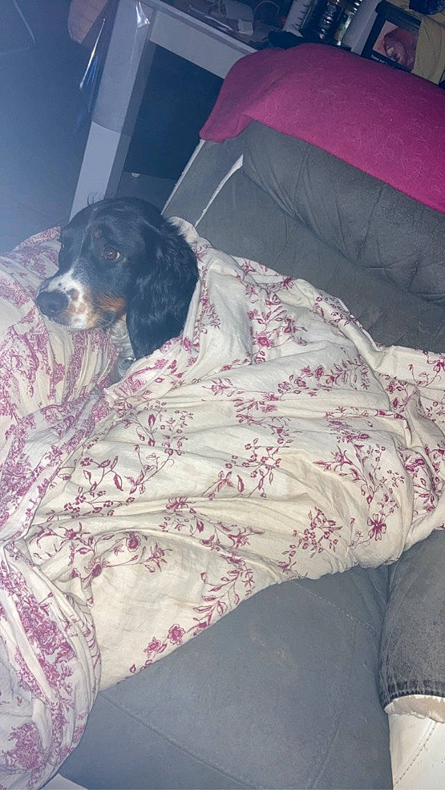 Osis participe au concours pour gagner de l'argent avec cette photo : bed, bedding, bedroom, canidae, carnivore, comfort, companion_dog, couch, dog, dog_breed, dog_supply, duvet, fur, linens, nap, pattern, purple, room, sporting_group, working_animal