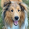 Remy is registered to the contest to win money with this photo: dog, shetland_sheepdog, canine, pet, outdoor, grass, happy, smiling, fluffy, fur, animal, muzzle, ears, tongue, teeth, portrait, closeup, nature, friendly, companion