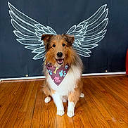 Remy joined the competition — help win amazing prizes! angel_wings, animal, background, bandana, brown_fur, canine, cute, decor, dog, fluffy, happy, illustration, indoor, pet, playful, portrait, sitting, smiling, white_fur, wooden_floor