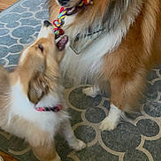 Remy is registered to the contest to win money with this photo: dog, puppy, playing, rope_toy, indoor, carpet, fur, pet, canine, tug_of_war, brown, white, collar, floor, wooden_floor, cute, animal, two_dogs, active, friendly