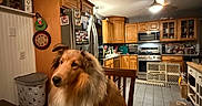 Remy is registered to the contest to win money with this photo: appliances, baby_gate, calm, ceiling_fan, chair, collie, countertop, decor, dog, floor_tiles, furniture, home_interior, indoor, kitchen, lamp, pet_bowls, refrigerator, stainless_steel, table, wooden_cabinets