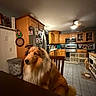 Remy is registered to the contest to win money with this photo: dog, collie, kitchen, wooden_cabinets, stainless_steel, refrigerator, baby_gate, table, chair, floor_tiles, pet_bowls, lamp, ceiling_fan, home_interior, appliances, countertop, decor, calm, furniture, indoor