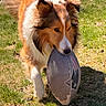 animal, brown, canine, daylight, dog, field, football, fur, grass, mammal, nature, outdoor, pet, playful, shetland_sheepdog, sport, sunlight, toy, walk, white