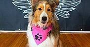 Lily joined the competition — help win amazing prizes! adorable, angel_wings, animal, bandana, black_backdrop, canine, cute, decor, dog, fluffy, friendly, indoor, paw_prints, pet, pink, portrait, posing, sitting, well_groomed, wooden_floor