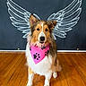 adorable, angel_wings, animal, bandana, black_backdrop, canine, cute, decor, dog, fluffy, friendly, indoor, paw_prints, pet, pink, portrait, posing, sitting, well_groomed, wooden_floor