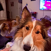 Lily joined the competition — help win amazing prizes! animal, black, blurred_background, brown, canine, close_up, companion, cute, dog, domestic_animal, ears, eyes, face, fur, indoor, living_room, pet, portrait, sheltie, white