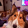 animal, black, blurred_background, brown, canine, close_up, companion, cute, dog, domestic_animal, ears, eyes, face, fur, indoor, living_room, pet, portrait, sheltie, white
