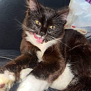 Tuxedo is registered to the contest to win money with this photo: animal, black_and_white, cat, close_up, cozy, feline, fluffy, funny, fur, green_eyes, indoor, lap, lounging, pet, portrait, relaxed, sitting, tongue_out, tuxedo_cat, whiskers