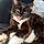 Tuxedo