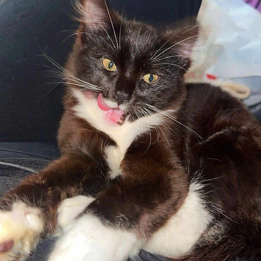 Tuxedo