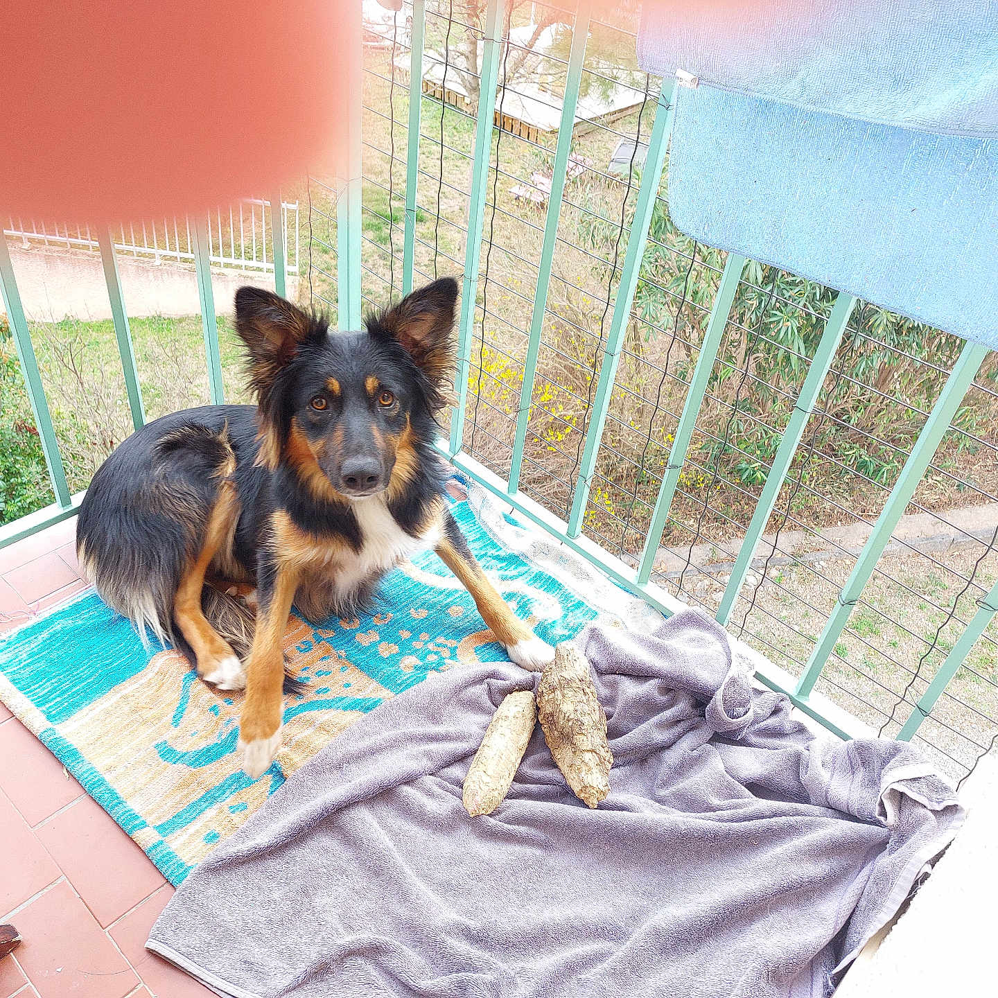 Kissly a rejoint le concours — aidez-le/la à gagner de superbes lots ! animal, balcony, black, brown, curious, daylight, dog, fence, fur, leaf, looking, nature, outdoor, pet, plant, rug, sitting, tile_floor, towel, wooden_chair