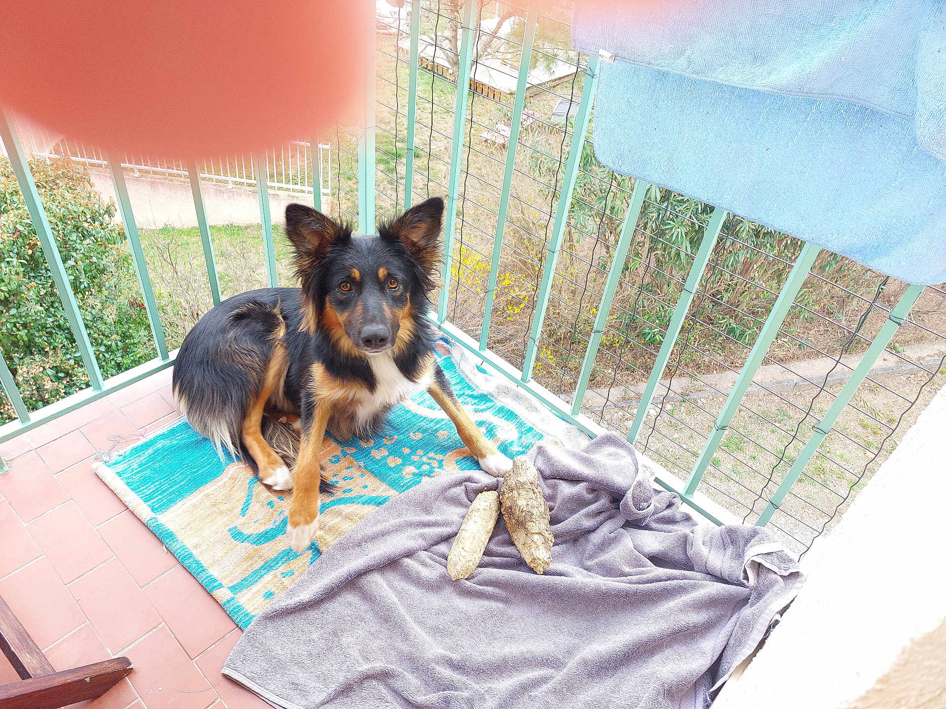 Kissly a rejoint le concours — aidez-le/la à gagner de superbes lots ! animal, balcony, black, brown, curious, daylight, dog, fence, fur, leaf, looking, nature, outdoor, pet, plant, rug, sitting, tile_floor, towel, wooden_chair