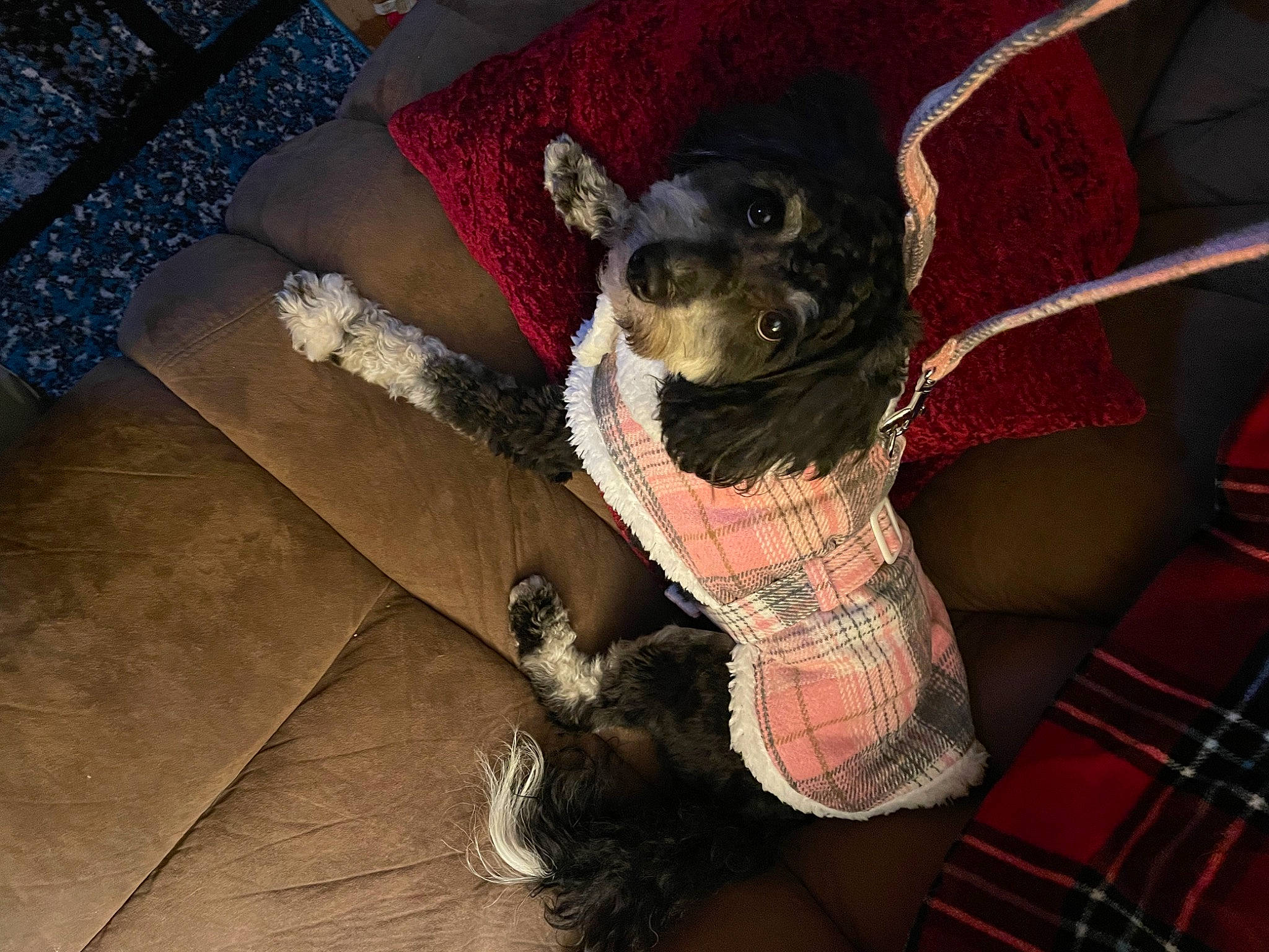 Kaia is registered to the contest to win money with this photo: canidae, carnivore, comfort, companion_dog, couch, dog, dog_breed, dog_supply, fawn, foot, fur, human_leg, leg, pattern, paw, plaid, snout, tartan, whiskers, working_animal