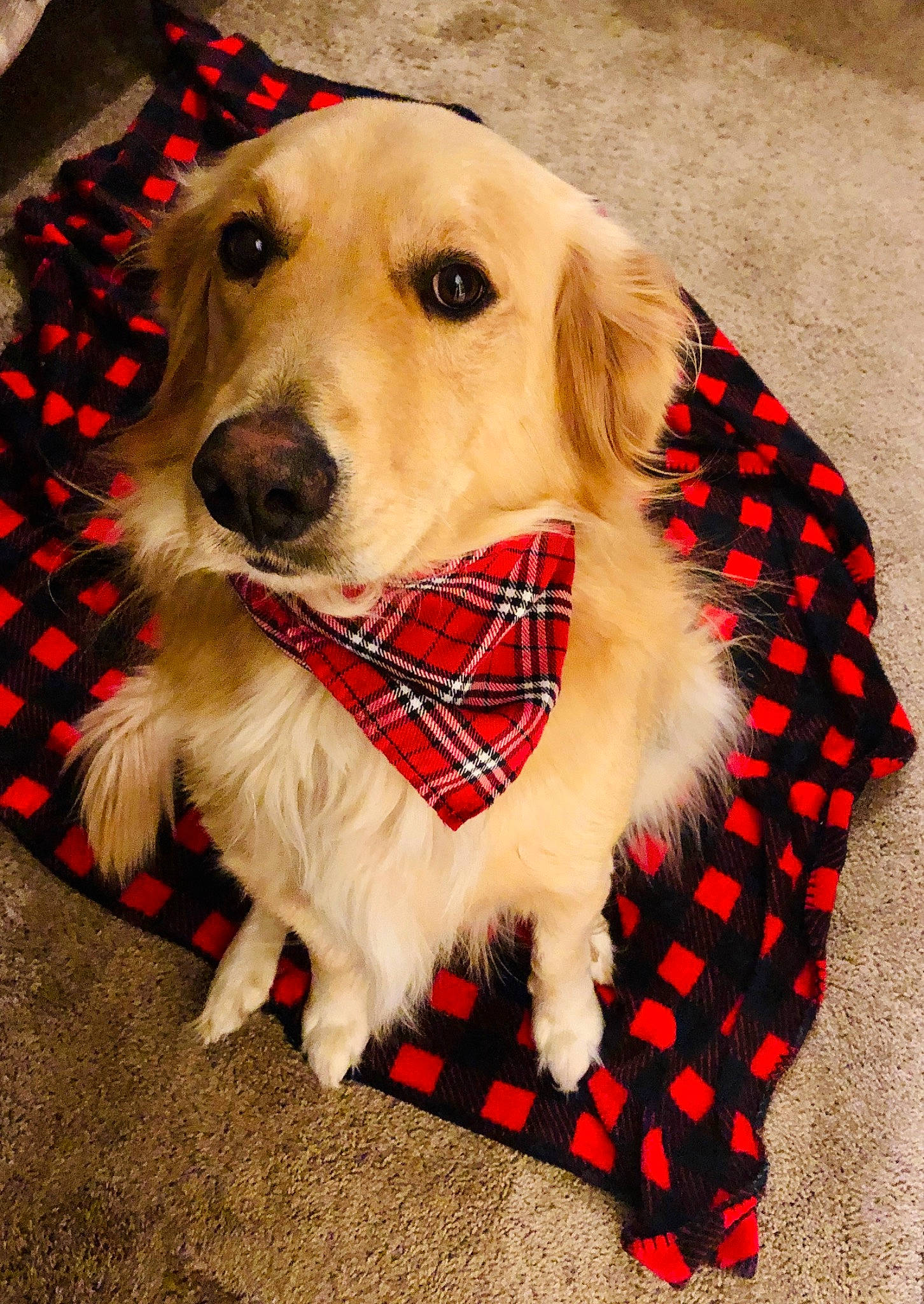 General is registered to the contest to win money with this photo: canidae, carnivore, companion_dog, design, dog, dog_breed, dog_clothes, fawn, fur, golden_retriever, labrador_retriever, mammal, pattern, plaid, puppy, rare_breed_dog, retriever, snout, sporting_group, tartan
