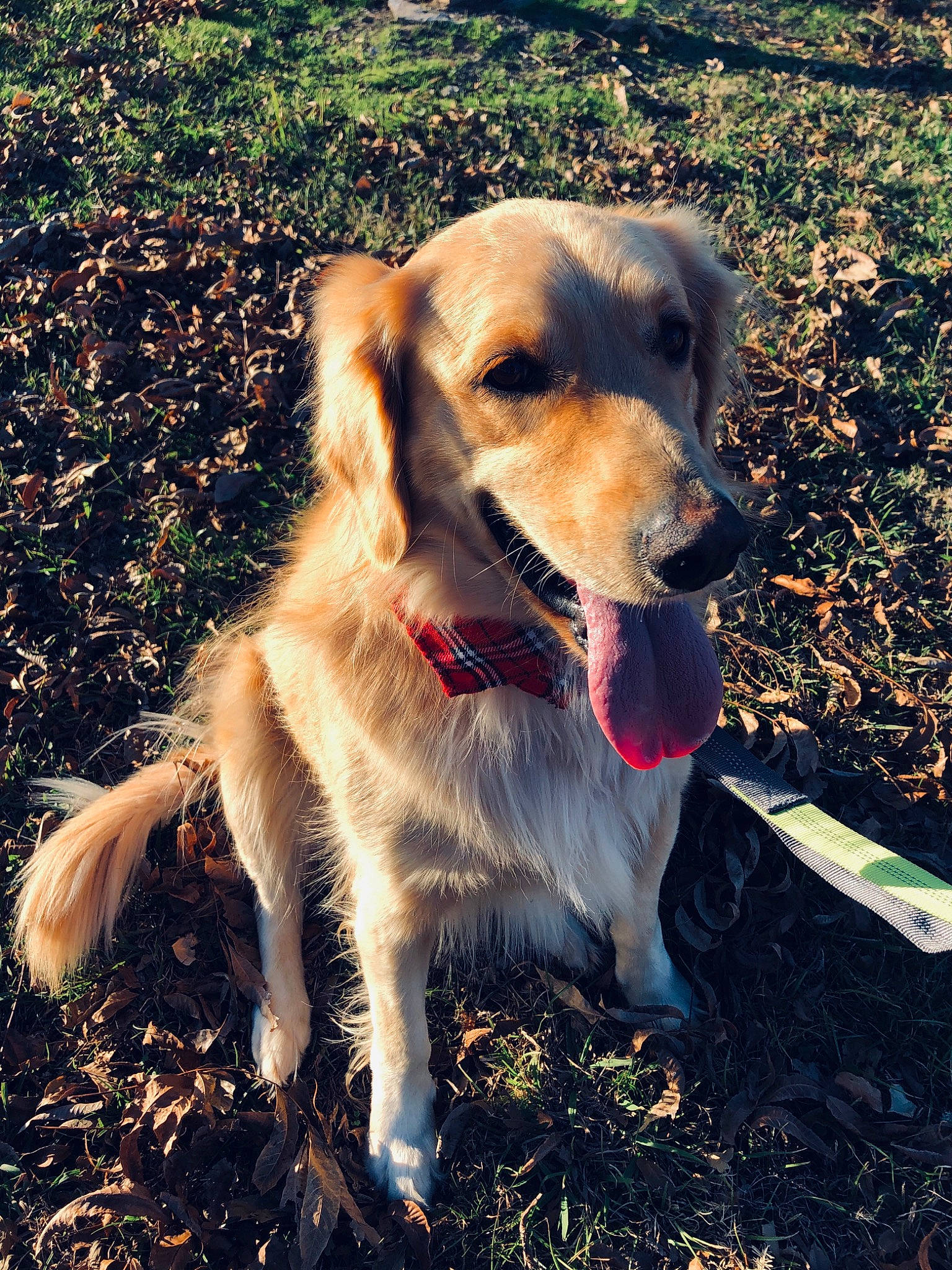 General is registered to the contest to win money with this photo: canidae, carnivore, companion_dog, dog, dog_breed, fawn, golden_retriever, mammal, retriever, snout, sporting_group