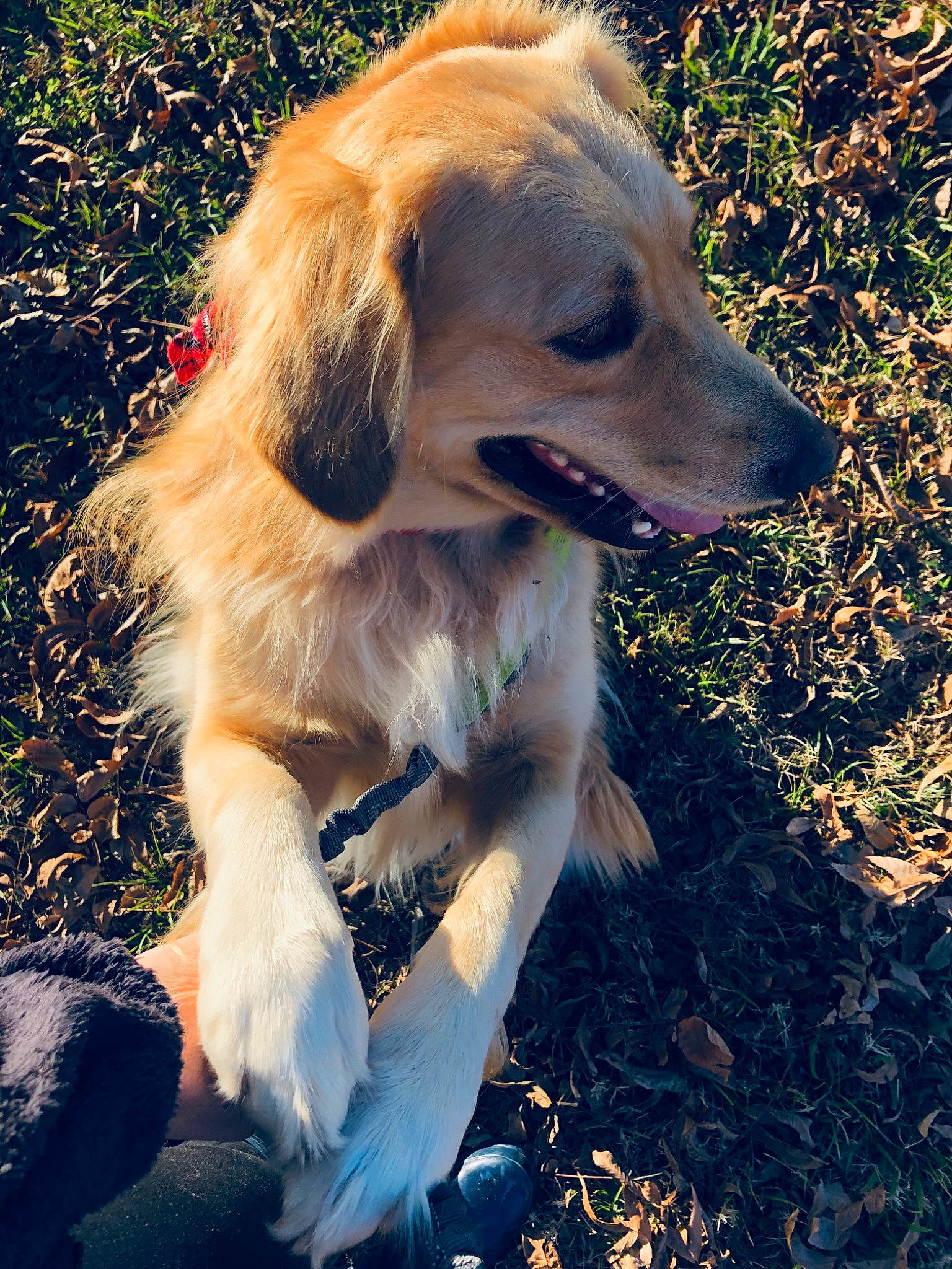 General joined the competition — help win amazing prizes! canidae, carnivore, companion_dog, dog, dog_breed, ear, fawn, grass, puppy, rare_breed_dog, sitting, snout, sporting_group, sunlight, tree