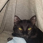 Fergus joined the competition — help win amazing prizes! black_cat, cat, pet, animal, yellow_eyes, cozy, blanket, fabric, indoors, close_up, fur, whiskers, cute, resting, hidden, soft_texture, comfort, domestic_cat, nap_spot, face