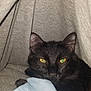 black_cat, cat, pet, animal, yellow_eyes, cozy, blanket, fabric, indoors, close_up, fur, whiskers, cute, resting, hidden, soft_texture, comfort, domestic_cat, nap_spot, face