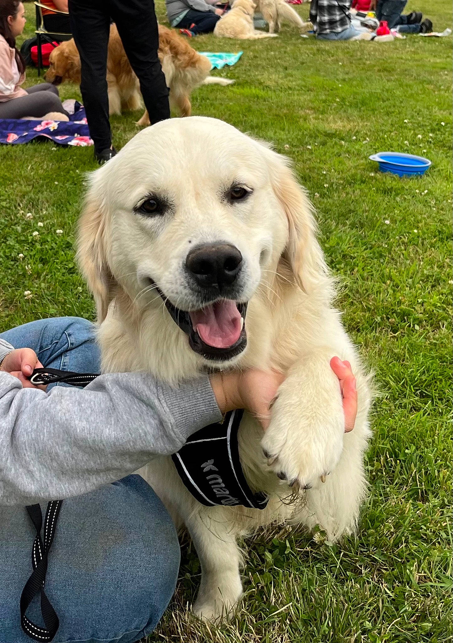 Ti-gwenn participe au concours pour gagner de l'argent avec cette photo : canidae, carnivore, chair, companion_dog, dog, dog_breed, event, fur, golden_retriever, grass, green, happy, leisure, livestock_guardian_dog, paw, plant, recreation, retriever, snout, working_dog