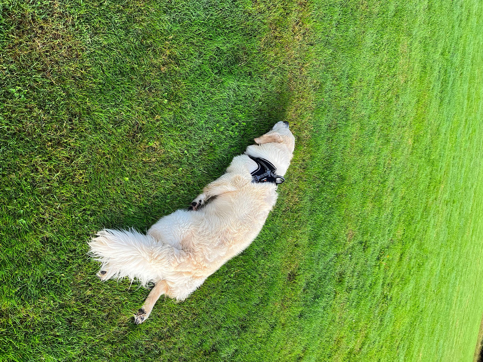Ti-gwenn a rejoint le concours — aidez-le/la à gagner de superbes lots ! beak, carnivore, companion_dog, dog, dog_breed, fawn, grass, grass_family, grassland, groundcover, lawn, meadow, pasture, plant, slope, sporting_group, tail, terrestrial_animal, terrier, tree