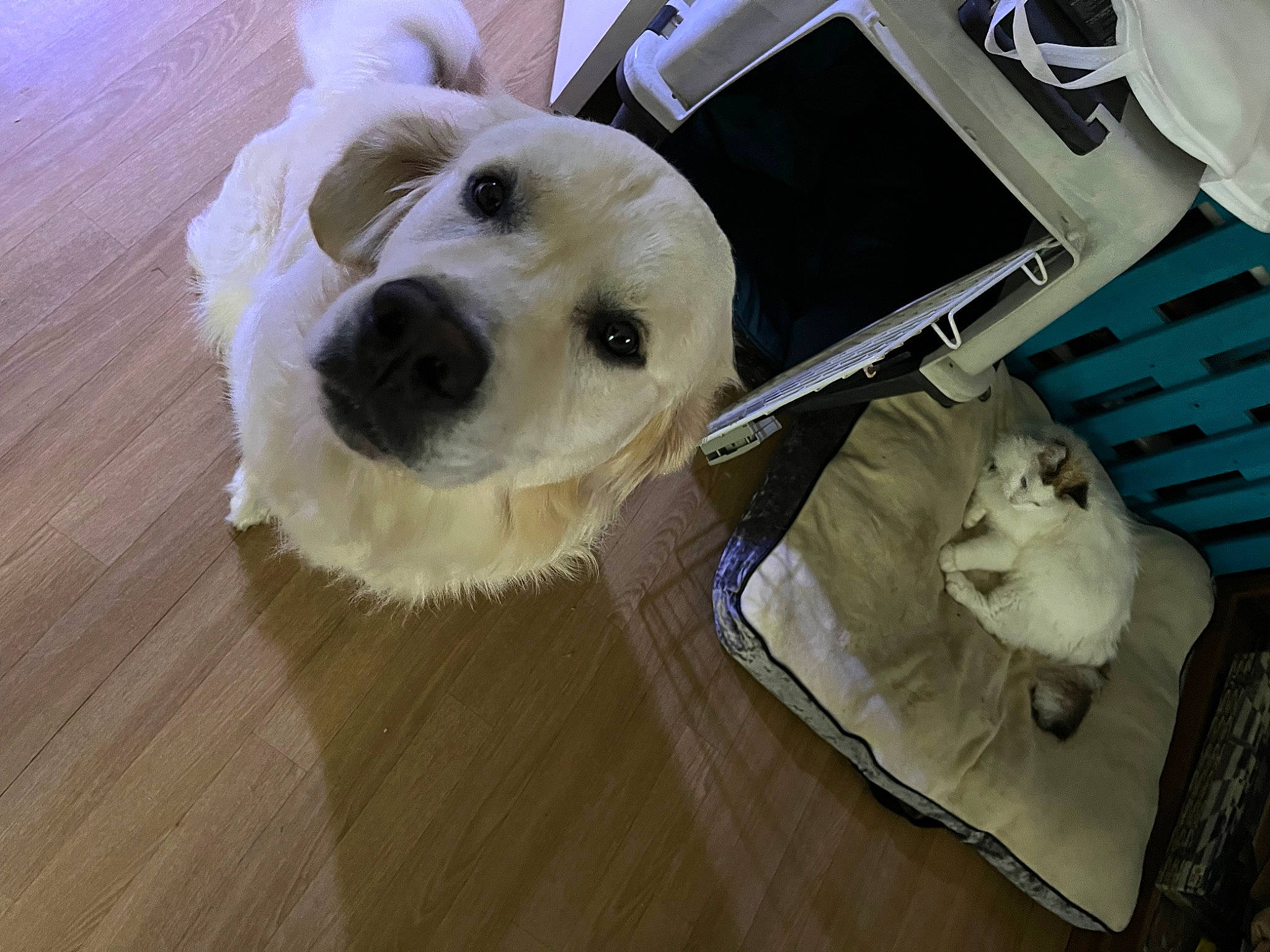 Ti-gwenn a rejoint le concours — aidez-le/la à gagner de superbes lots ! carnivore, companion_dog, couch, dog, dog_breed, dog_supply, fawn, felidae, flooring, fur, hardwood, laminate_flooring, laptop, pet_supply, snout, sporting_group, varnish, whiskers, wood, wood_stain