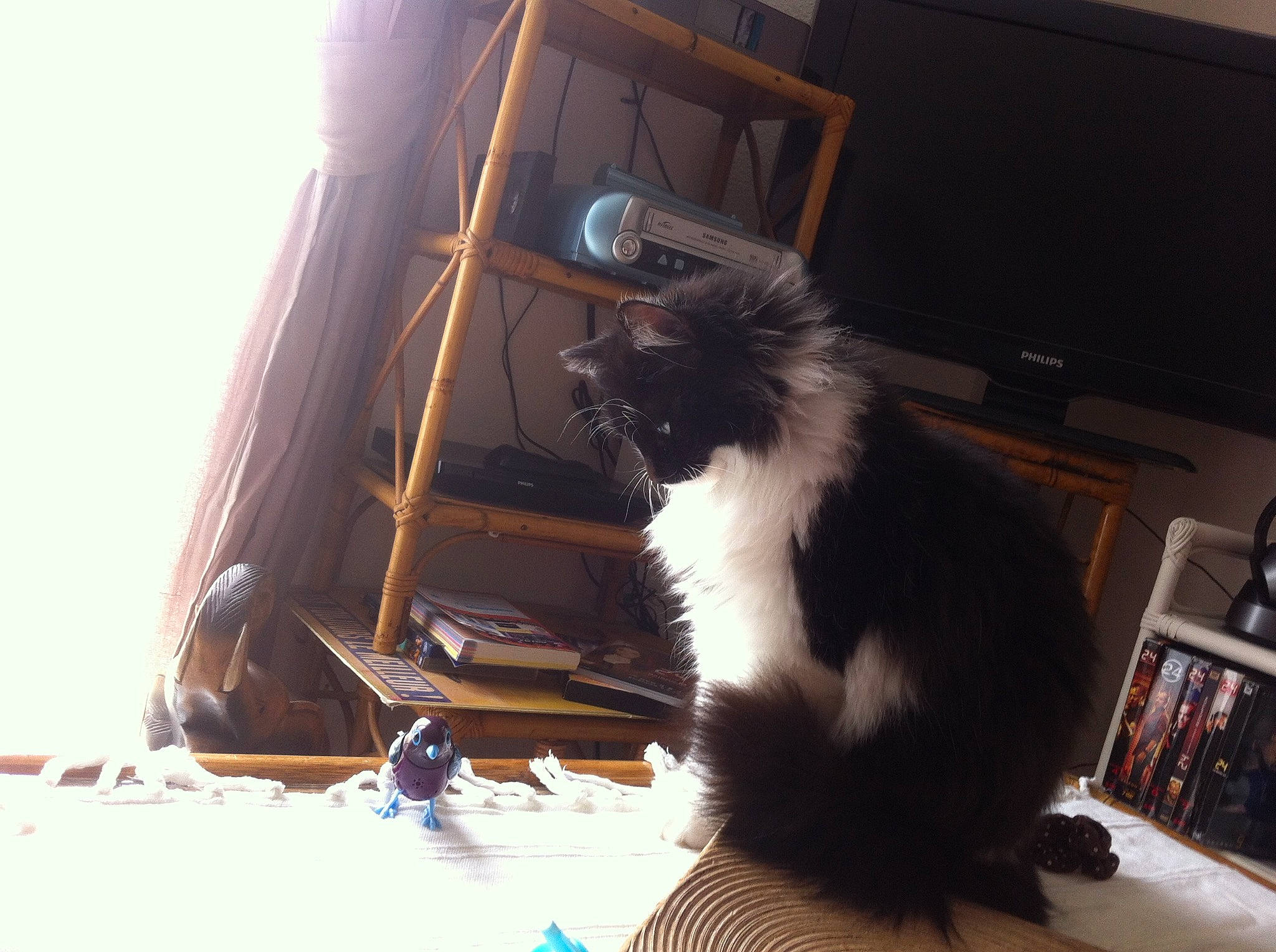 Bidule a rejoint le concours — aidez-le/la à gagner de superbes lots ! bookcase, canidae, carnivore, cat, chair, claw, comfort, companion_dog, dog_breed, felidae, flooring, foot, fur, room, shelf, shelving, small_to_medium_sized_cats, tail, tints_and_shades, whiskers