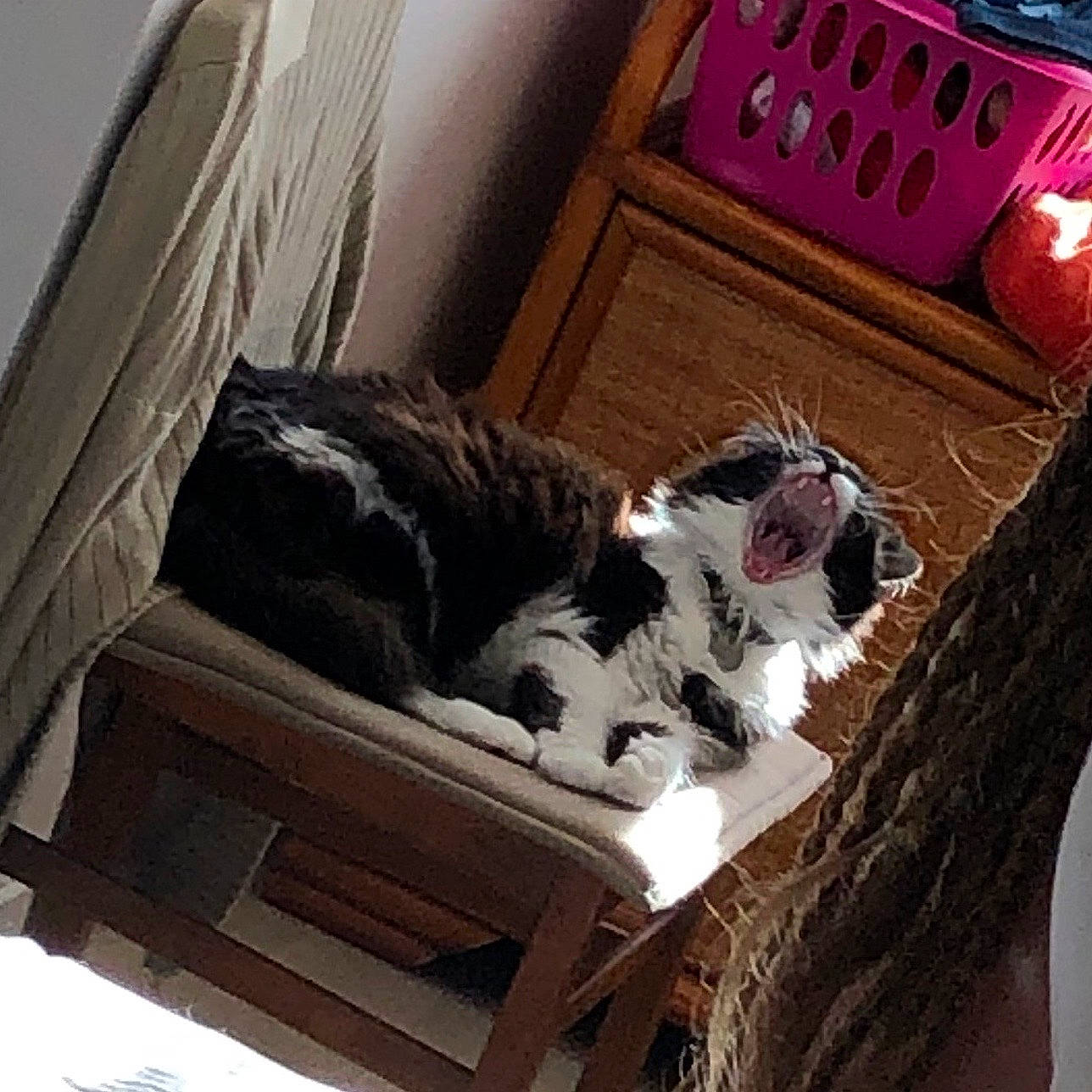 Bidule participe au concours pour gagner de l'argent avec cette photo : canidae, carnivore, cat, comfort, companion_dog, dog_breed, domestic_short_haired_cat, felidae, fur, hardwood, linens, living_room, plant, rectangle, room, small_to_medium_sized_cats, sporting_group, tail, whiskers, wood