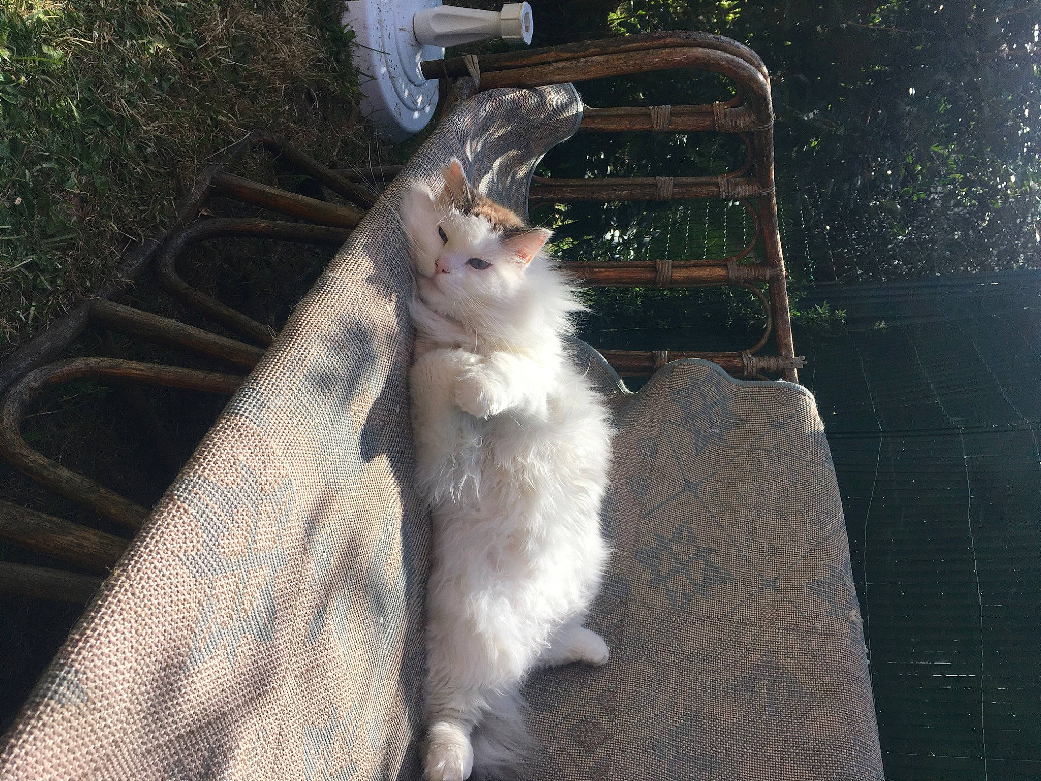 Bender a rejoint le concours — aidez-le/la à gagner de superbes lots ! asphalt, canidae, carnivore, cat, domestic_short_haired_cat, fawn, felidae, fur, glass, grass, paw, road_surface, small_to_medium_sized_cats, sporting_group, tail, whiskers, window