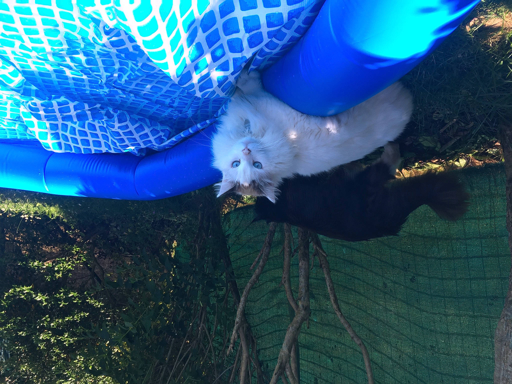 Bender participe au concours pour gagner de l'argent avec cette photo : automotive_lighting, blue, electric_blue, event, fashion_accessory, fun, grass, human_leg, light, mesh, night, plant, sky, tree, water