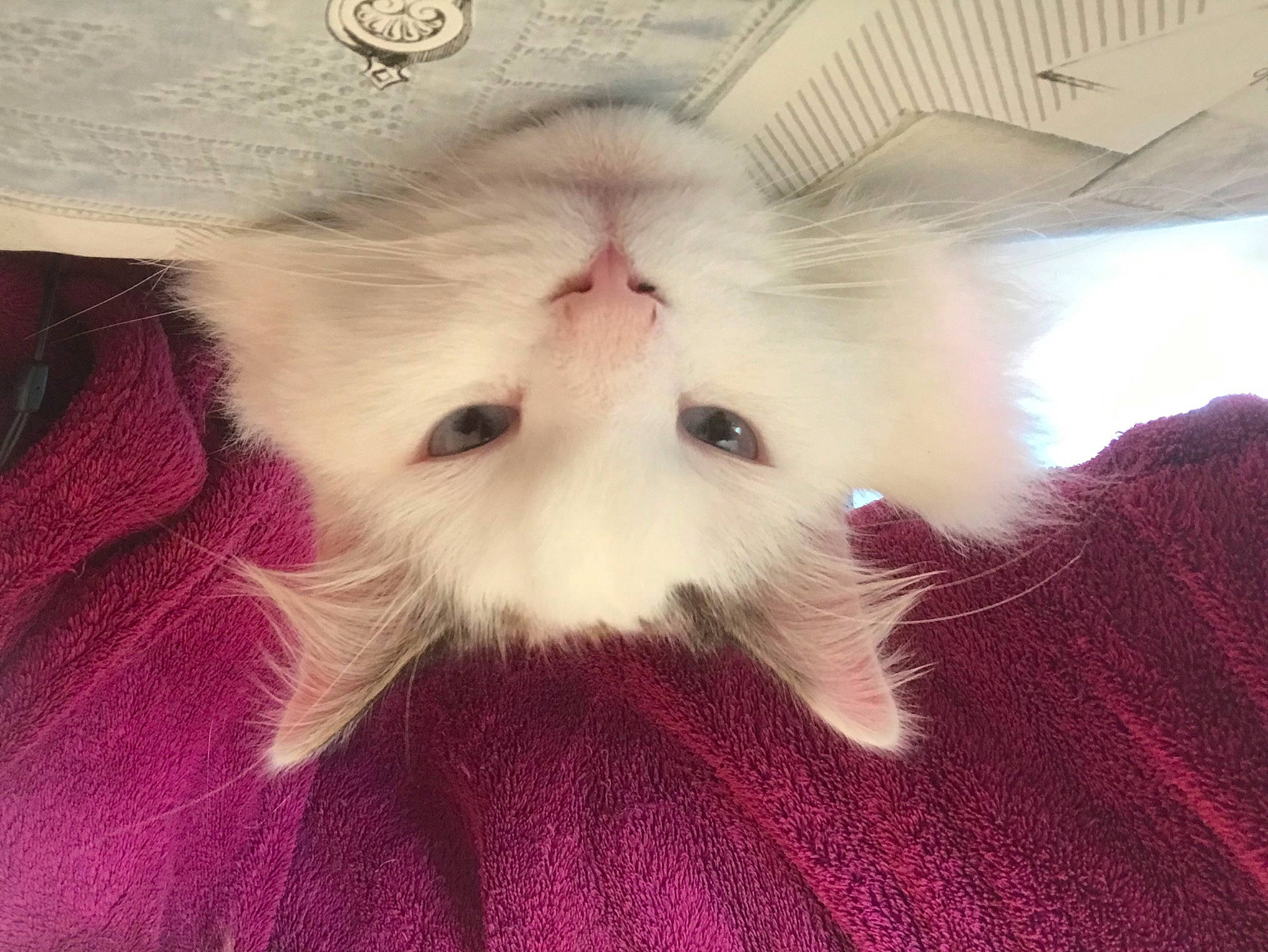 Bender participe au concours pour gagner de l'argent avec cette photo : beard, carnivore, cat, companion_dog, eye, fawn, felidae, fur, head, magenta, moustache, paw, small_to_medium_sized_cats, snout, symmetry, tail, terrestrial_animal, whiskers