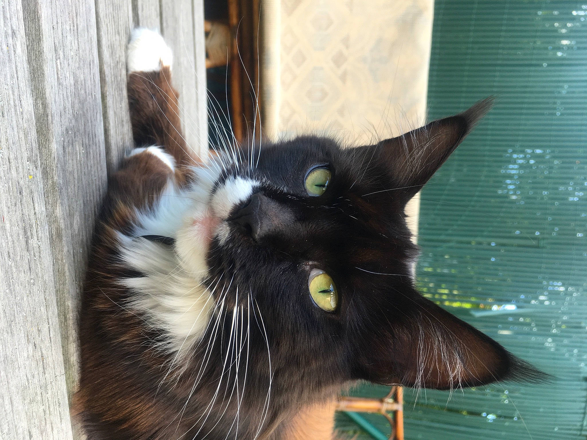 Biscotte participe au concours pour gagner de l'argent avec cette photo : black_cat, carnivore, cat, claw, domestic_short_haired_cat, ear, felidae, fur, paw, small_to_medium_sized_cats, snout, tail, terrestrial_animal, whiskers, window, wood