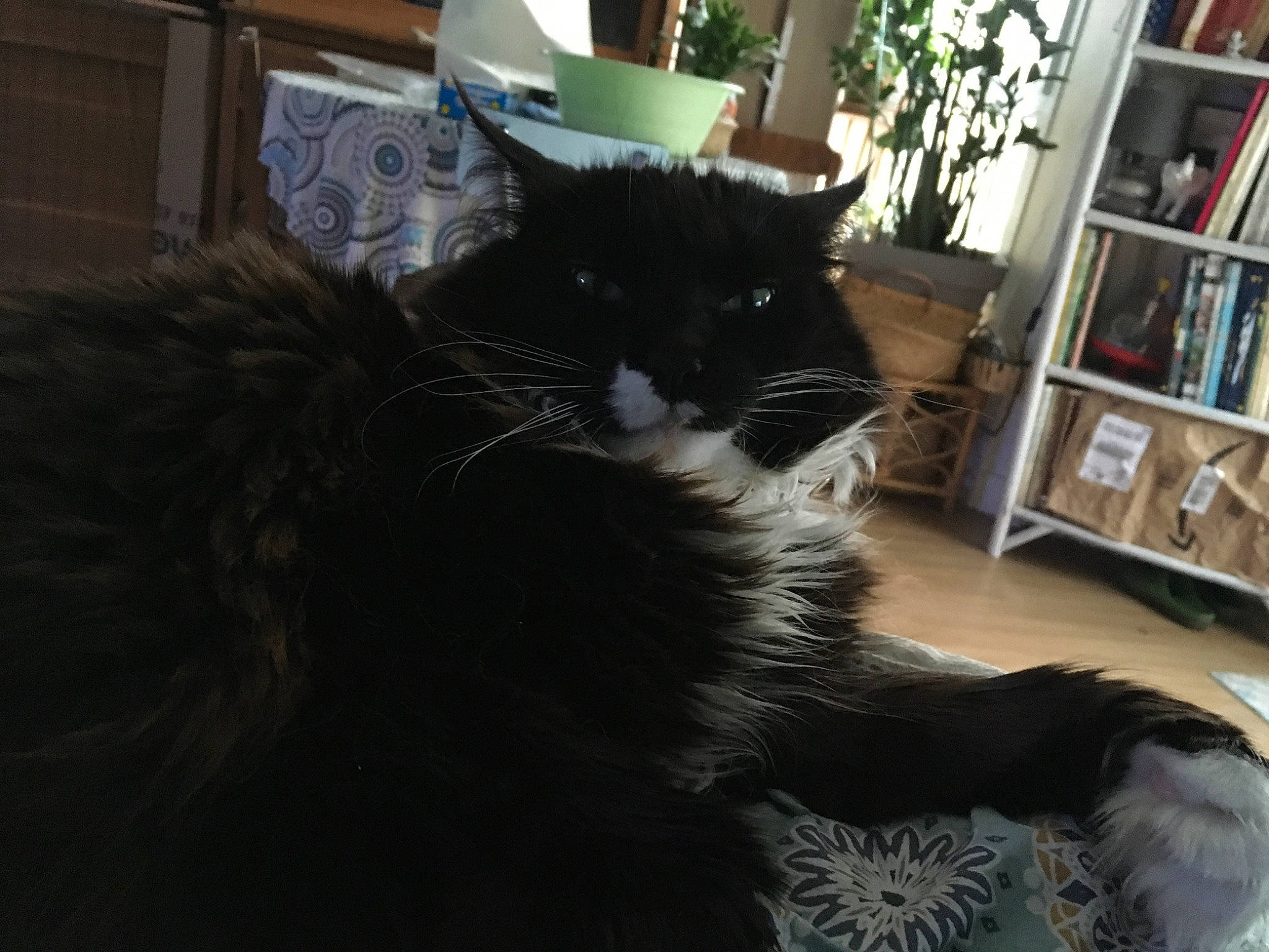 Biscotte participe au concours pour gagner de l'argent avec cette photo : black_cat, bookcase, carnivore, cat, claw, comfort, domestic_short_haired_cat, felidae, flooring, flowerpot, fur, houseplant, plant, shelf, shelving, small_to_medium_sized_cats, snout, tail, whiskers, window