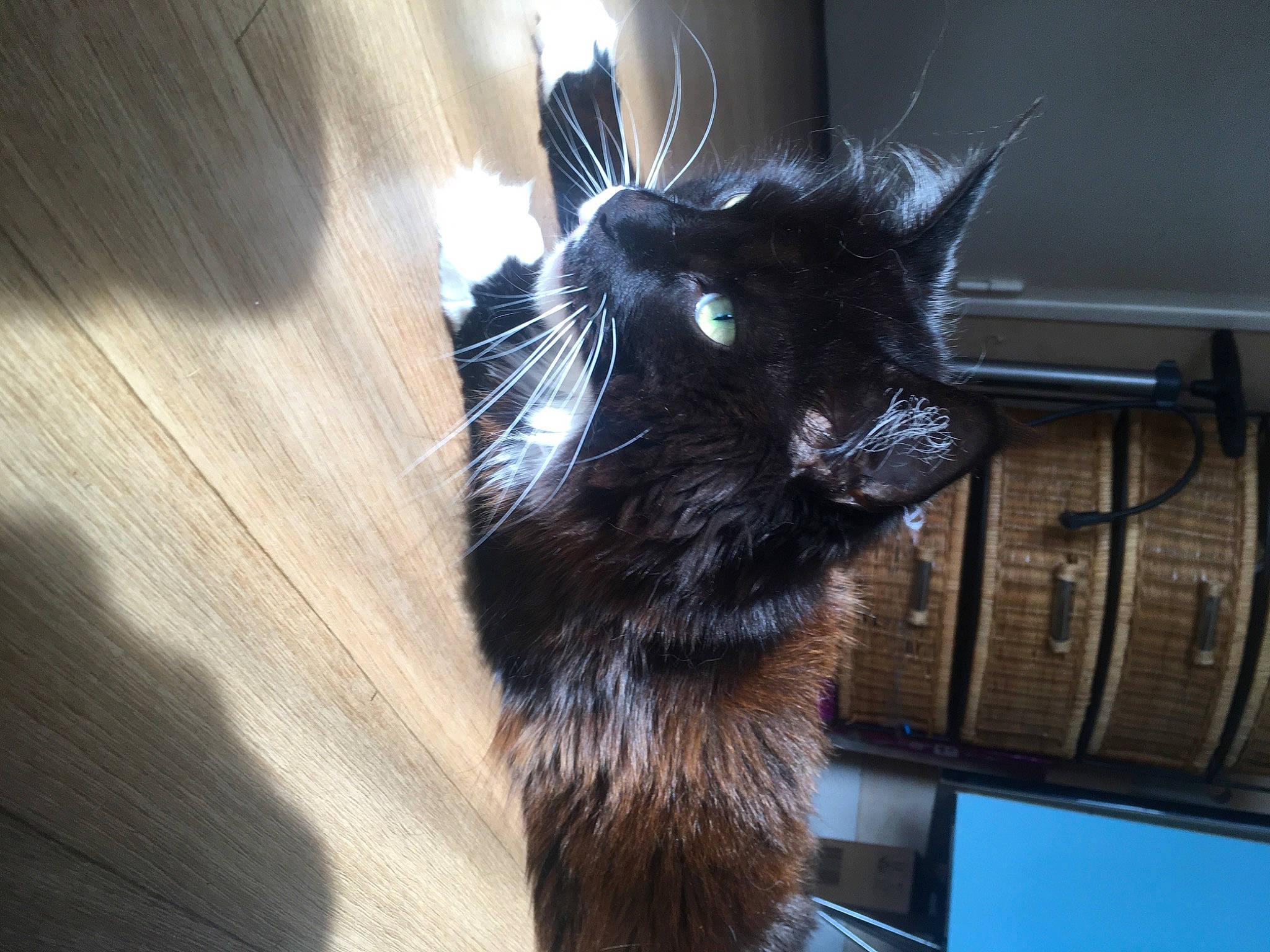 Biscotte a rejoint le concours — aidez-le/la à gagner de superbes lots ! black_cat, carnivore, cat, claw, comfort, domestic_short_haired_cat, felidae, foot, fur, gesture, hardwood, mammal, small_to_medium_sized_cats, snout, tail, whiskers, wood