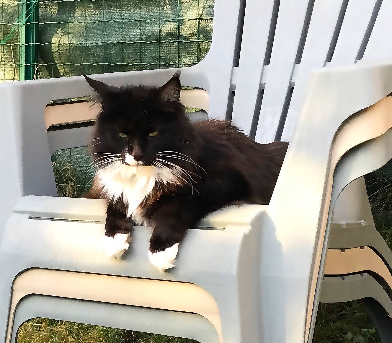 Biscotte a rejoint le concours — aidez-le/la à gagner de superbes lots ! black_cat, carnivore, cat, cat_supply, comfort, domestic_short_haired_cat, felidae, formal_wear, fur, pet_supply, plant, rectangle, shade, sitting, small_to_medium_sized_cats, snout, tail, tints_and_shades, whiskers, window