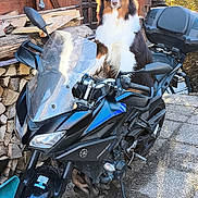 Anakin a rejoint le concours — aidez-le/la à gagner de superbes lots ! dog, motorcycle, yamaha, wooden_cabin, firewood, outdoor, pet, animal, black_motorcycle, sunlight, nature, vehicle, fur, canine, adventure, wood, door, tree, pathway, parked