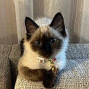 Mozzy joined the competition — help win amazing prizes! animal, cat, collar, couch, curious, cute, domestic, ears, feline, fluffy, furniture, indoor, kitten, pet, portrait, resting, siamese, small, tag, whiskers