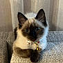 animal, cat, collar, couch, curious, cute, domestic, ears, feline, fluffy, furniture, indoor, kitten, pet, portrait, resting, siamese, small, tag, whiskers