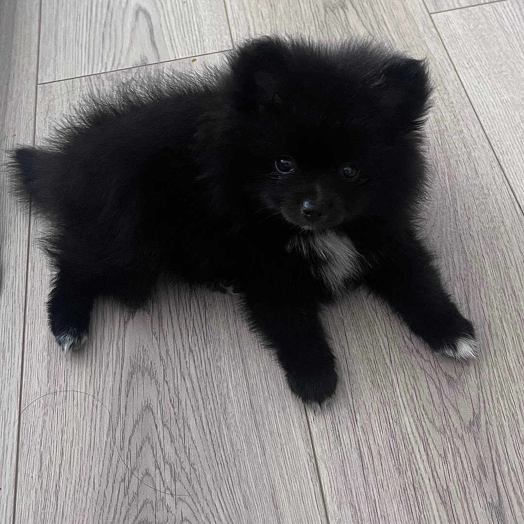 Luna a rejoint le concours — aidez-le/la à gagner de superbes lots ! affenpinscher, animal, canine, cat, chow, cockerspaniel, dog, eskimodog, hardwood, husky, indoors, interiordesign, kitten, papillon, pet, plywood, poodle, puppy, wood