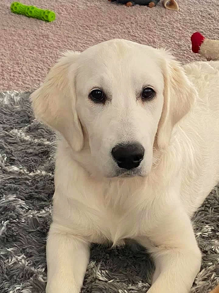 Georgia is registered to the contest to win money with this photo: ancient_dog_breeds, canidae, carnivore, companion_dog, dog, dog_breed, fawn, fur, gun_dog, labrador_retriever, livestock_guardian_dog, retriever, snout, sporting_group, working_animal, working_dog