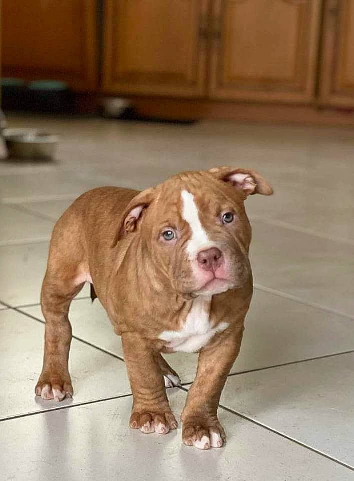 Sisko a rejoint le concours — aidez-le/la à gagner de superbes lots ! ancient_dog_breeds, cabinetry, canidae, carnivore, companion_dog, dog, dog_breed, dog_collar, fawn, flooring, hardwood, liver, non_sporting_group, snout, sporting_group, wood, wood_stain, working_animal, working_dog, wrinkle