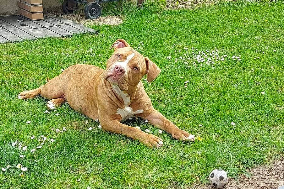 Sisko a rejoint le concours — aidez-le/la à gagner de superbes lots ! ball, carnivore, companion_dog, dog, dog_breed, fawn, grass, grassland, groundcover, lawn, mammal, people_in_nature, plant, sports_equipment, tail, tire, vertebrate, wheel, working_animal, working_dog