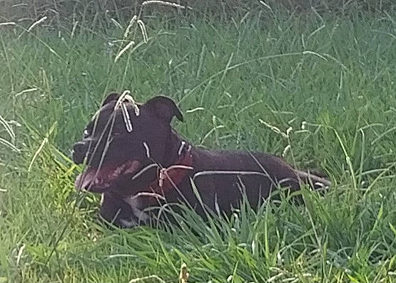 Lally participe au concours pour gagner de l'argent avec cette photo : canidae, carmine, carnivore, dog_breed, grass, grassland, groundcover, hunting_dog, liver, magenta, pasture, plant, prairie, sporting_group, tail, terrestrial_animal, wildlife