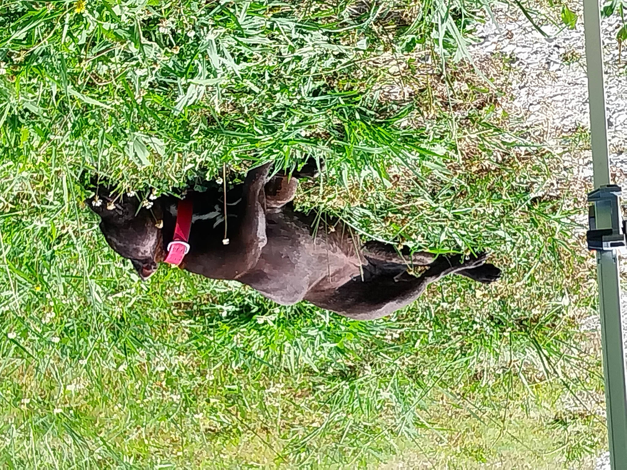 Lally participe au concours pour gagner de l'argent avec cette photo : canidae, carmine, carnivore, dog, dog_breed, fawn, foot, grass, grassland, groundcover, human_leg, lawn, outdoor_shoe, plant, soil, sporting_group, tail, terrestrial_animal, wildlife