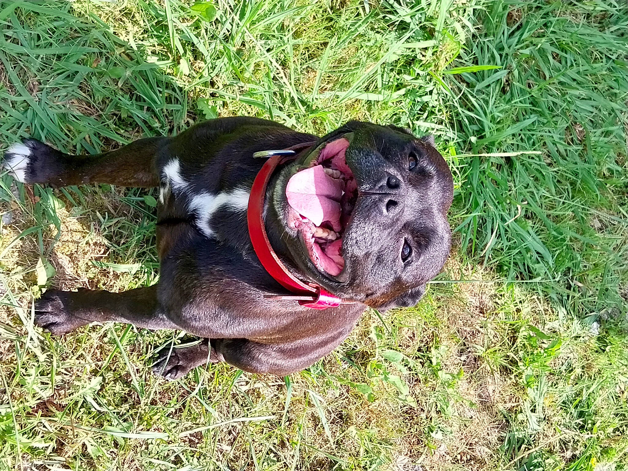 Lally participe au concours pour gagner de l'argent avec cette photo : carnivore, collar, companion_dog, dog, dog_breed, dog_clothes, dog_collar, dog_supply, fur, grass, groundcover, guard_dog, leash, pet_supply, plant, soil, tail, terrestrial_animal, working_animal, working_dog