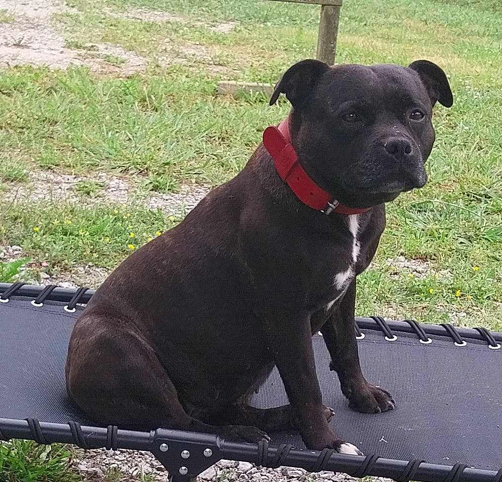 Lally a rejoint le concours — aidez-le/la à gagner de superbes lots ! borador, canidae, carnivore, collar, companion_dog, dog, dog_breed, dog_collar, fawn, grass, guard_dog, leash, liver, molosser, pet_supply, plant, snout, sporting_group, tail, working_animal