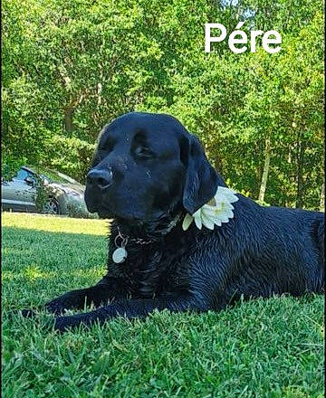 Isis a rejoint le concours — aidez-le/la à gagner de superbes lots ! borador, canidae, carnivore, collar, companion_dog, dog, dog_breed, dog_collar, fur, grass, gun_dog, plant, pointing_breed, retriever, snout, sporting_group, tail, terrestrial_animal, tree, working_animal