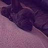 dog, french_bulldog, pet, animal, sleeping, lying_down, couch, sofa, indoor, living_room, dim_lighting, purple_tint, bat_ears, wrinkles, short_snout, tail, relaxed, resting, close_up, home