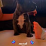 puppy, dog, french_bulldog, sitting, portrait, pet, animal, ears, black_coat, white_chest, couch, sofa, indoor, home, window, foot, human, warm_lighting, butterfly_sticker, text_overlay