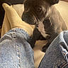 dog, puppy, french_bulldog, pet, animal, ears, short_coat, black_and_white, sitting, indoors, home, couch, blanket, jeans, person, portrait, cute, alert, warm_lighting, close_up